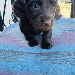 Boy 1 - Chocolate male Dachshund puppy in Oklahoma from DRB Dachshunds