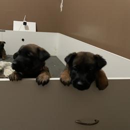 Belgian Malinois Puppies from BlueStone