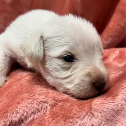 White chocolate female - White female Miniature Schnauzer puppy in Boaz, Alabama from Sweet Home Schnauzers