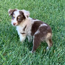 Miniature Australian Shepherd Puppies from Rocky Top Kennels