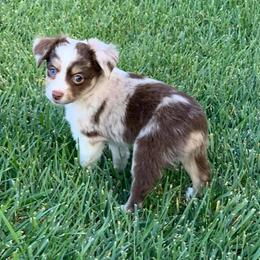 Miniature Australian Shepherd Puppies from Rocky Top Kennels