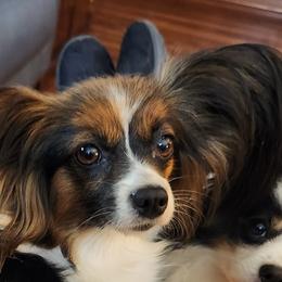 Bella - Papillon
