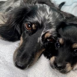 Malibu AKC Spayed - Black and cream female Dachshund puppy in South Easton, Massachusetts from Depot Dachsies