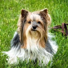 Barbie - Biewer Terrier
