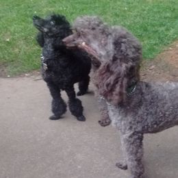 Poodles from Flambeau Poodles