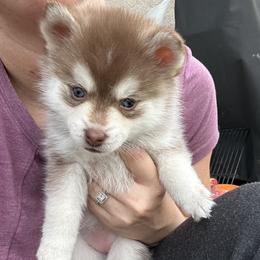 Poppy - Red and white female Pomsky puppy in Pasco County, Florida from Pomsky Hills