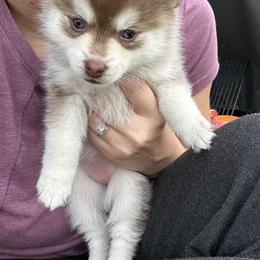 Poppy - Red and white female Pomsky puppy in Pasco County, Florida from Pomsky Hills