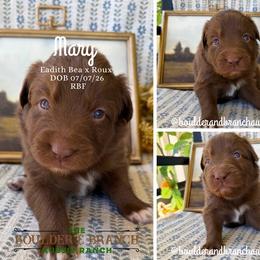 Mary - Red & white female Australian Shepherd puppy in Temecula, California from Boulder & Branch Aussie Ranch