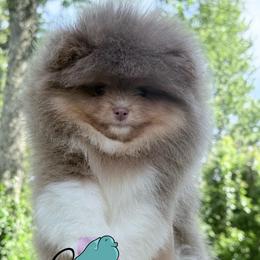 Grumpy- 3500.00 dollars - Lavender male Pomeranian puppy in Perry County, Ohio from Speechless Pom’s