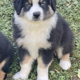 Australian Shepherd Puppies from Bedtime Story Australian Shepherds
