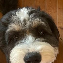 Bernedoodles and Dachshunds from Heavenly Heritage Dachshunds and Doods
