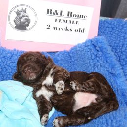 Lagotto Romagnolo Puppies from Royal and Loyal Lagotto Romagnolo