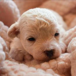 Romeo - White male Maltipoo puppy in Rainbow City, Alabama from Southland Farm Kennels