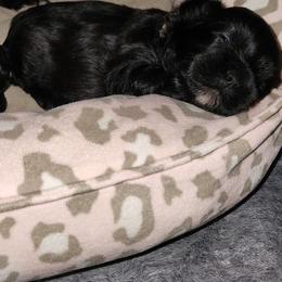The Explorer - Liver and white male Shih Tzu puppy in Chapel Hill, North Carolina from A Handful of Love Breeders.LLC