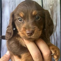 Bailey - Chocolate and tan female Dachshund puppy in Sharon Springs, New York from Show Us The Way Homestead