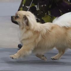 Tibetan Spaniels from Ambrier Tibetan Spaniels
