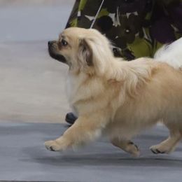 Tibetan Spaniels from Ambrier Tibetan Spaniels