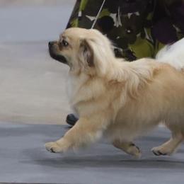 Tibetan Spaniels from Ambrier Tibetan Spaniels