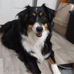 Sassy - Australian Shepherd