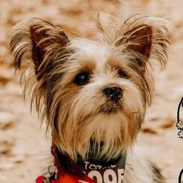Greta - Yorkshire Terrier
