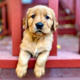 Golden Retriever Puppies from Rowan Retrievers