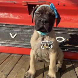 Diamond - Red fawn female Bullmastiff puppy in South Attleboro, Massachusetts from Bessettes Bullies