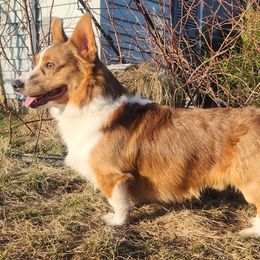 Cannoli - Pembroke Welsh Corgi