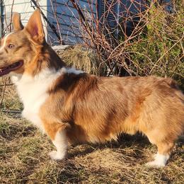 Cannoli - Pembroke Welsh Corgi
