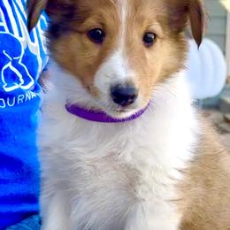 Ciara - Sable and white female Collie puppy in Newcastle, Wyoming from Wykota 7K Scottish Collies
