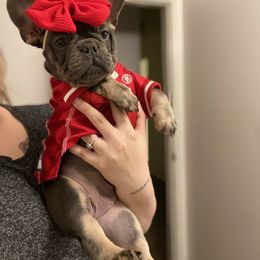 French Bulldog Puppies from Jesikah408