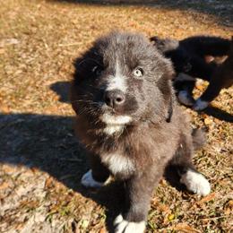 Blue - Badger male Colorado Mountain Dog puppy in Crestview, Florida from Victory Family Farm