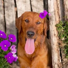 Leda - Golden Retriever