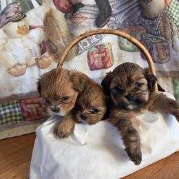 Lhasa Apso Puppies from Pawjama Kennel