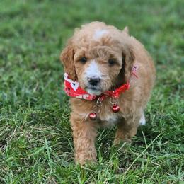 Peanut- Red Collar - Apricot female Goldendoodle puppy in Bonham, Texas from Happy Valley Puppies