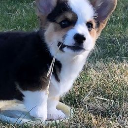 Pembroke Welsh Corgi Puppies from Desert Sage Pembroke Corgis