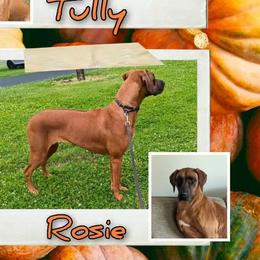 Rosie - Rhodesian Ridgeback