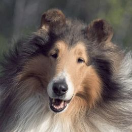 Collies from Maverick Collies