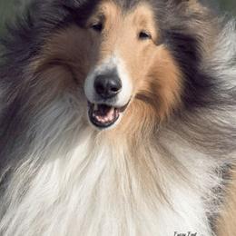 Collies from Maverick Collies