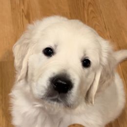 "Holly Pup" Golden Retriever Puppies from Graceful Goldens