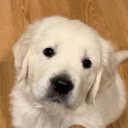 "Holly Pup" Golden Retriever Puppies from Graceful Goldens