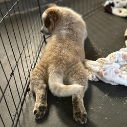 Australian Cattle Dog Puppies from Adcock Ranch Cattle Dogs