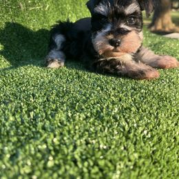Jade - Black and silver female Miniature Schnauzer puppy in Jayess, Mississippi from Barbara Clark
