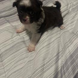 Hersey - Tri-colored male Pomeranian puppy in Detroit, Michigan from DeVante's puppies