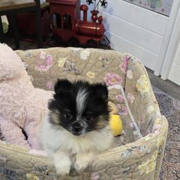 Kyra - Blue merle female Pomeranian puppy in Bells, Texas from Lollipoppoms