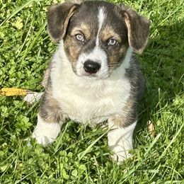 American Corgi Puppies from Patriot American Corgi