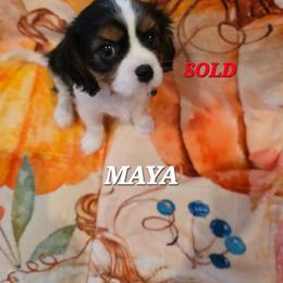 Maya - Tri-color female Cavalier King Charles Spaniel puppy in Lehi, Utah from Angels and Nobility Cavaliers