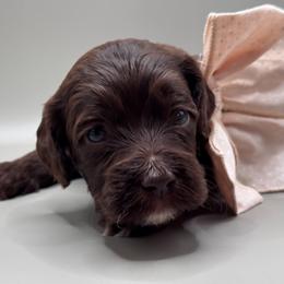 Theodore - Brown and white male Cockapoo puppy in Claremont, North Carolina from Magnolia Grove Farms