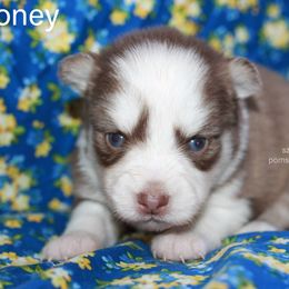 Honey - Chocolate female Pomsky puppy in Mc Callsburg, Iowa from SZ Rolling Acres LLC