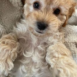 Cockapoo Puppies from Greenview Puppies