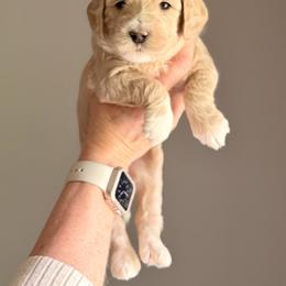Goldendoodle Puppies from King Family Doodles